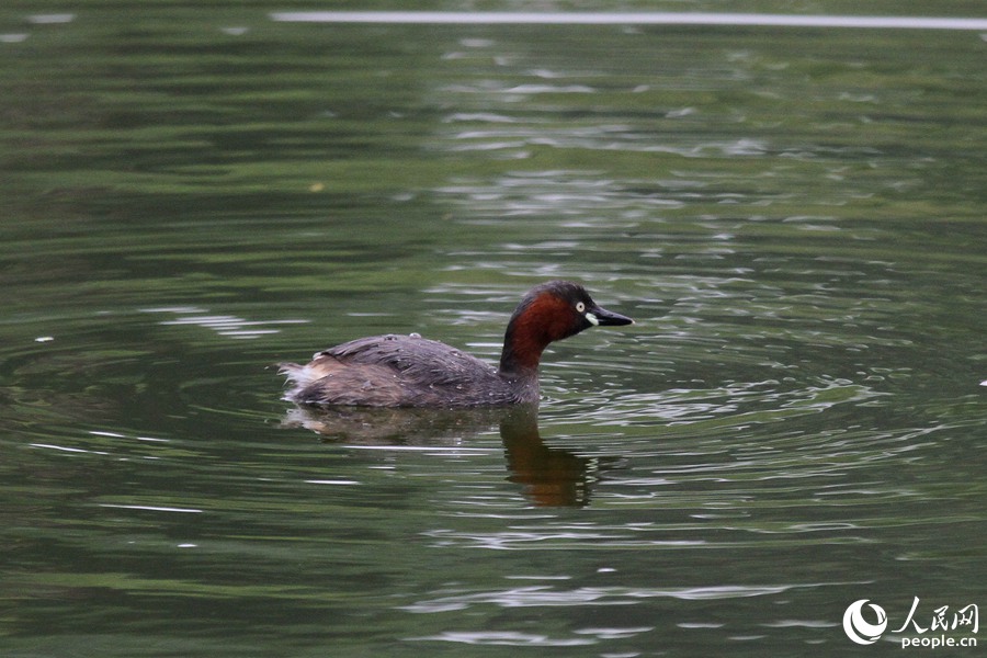 一隻水鳥在南湖公園池中覓食。人民網 陳博攝
