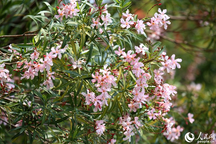天竺山公園內，淡粉色的夾竹桃隨風搖擺，散發出花香。人民網 陳博攝