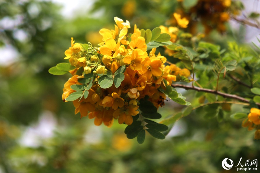 廈門市薛嶺公園的黃槐花開滿園。人民網 陳博攝