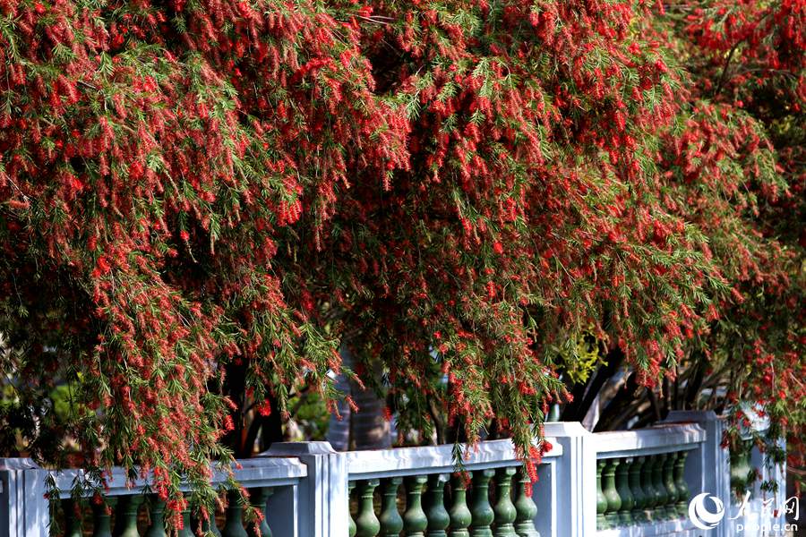 中山公園內紅千層怒放。人民網 陳博攝