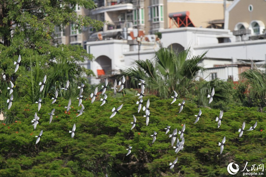 鸥群在厦门筼筜湖畔飞行。人民网 陈博摄