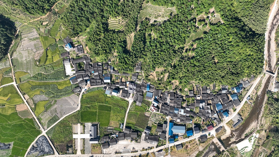 近年来，岚谷乡打造“北米”之乡，利用北路高山昼夜温差大的特点，种植北路生态大米，有效助力村民增收。邱汝泉摄