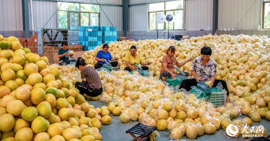 在漳州平和一家蜜柚企业，工人们忙着包装刚采摘下来的蜜柚。人民网 苏海森摄