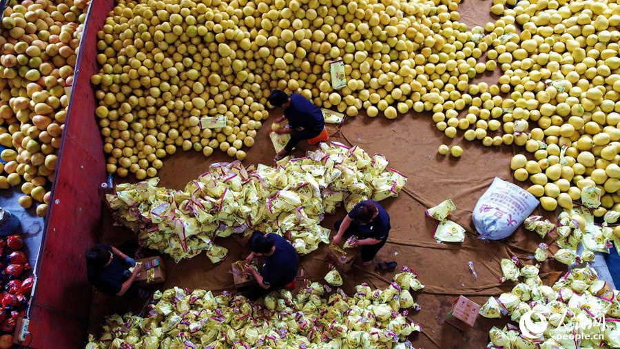 在漳州平和一家蜜柚企业，工人们忙着包装刚采摘下来的蜜柚。人民网 苏海森摄
