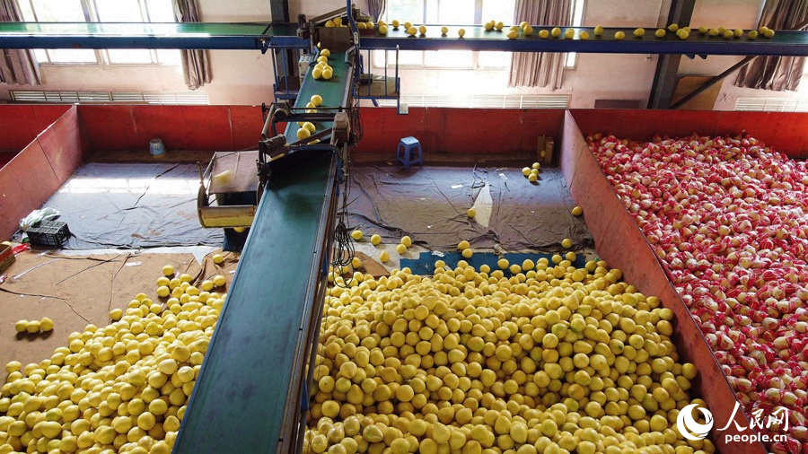 在漳州平和一家蜜柚企业，刚采摘下来的蜜柚通过自动传送带运送。人民网 苏海森摄