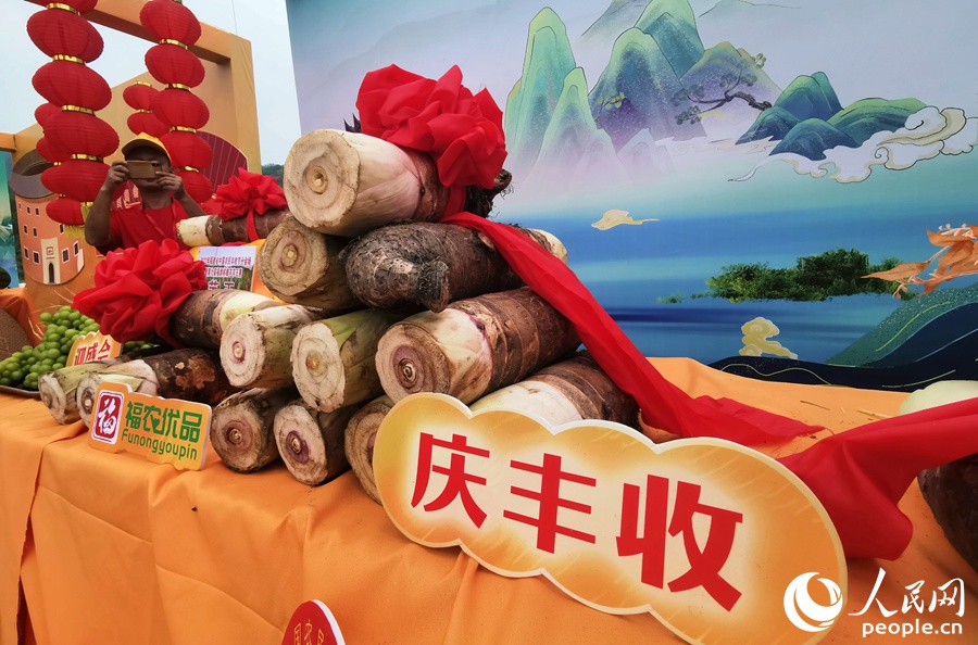 现场展出了长58公分、重10.84斤的福鼎槟榔芋“芋王”。人民网 林晓丽摄