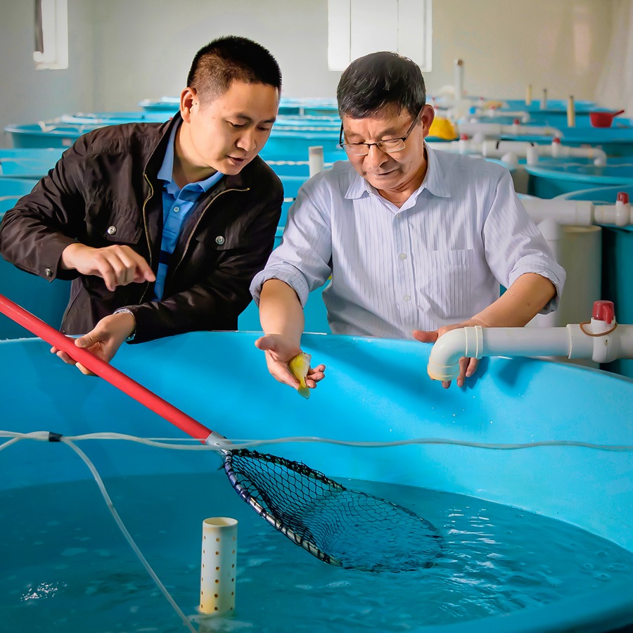 中国“大黄鱼之父”刘家富带领博士研究生深入探研大黄鱼生长奥秘。许少华摄