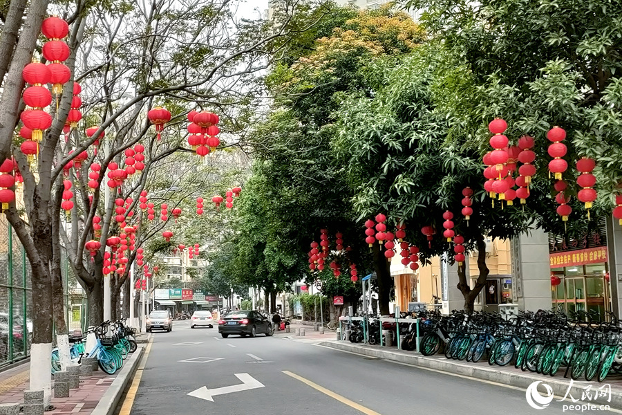 厦门湖里江头红灯笼成串挂枝头。人民网 陈博摄
