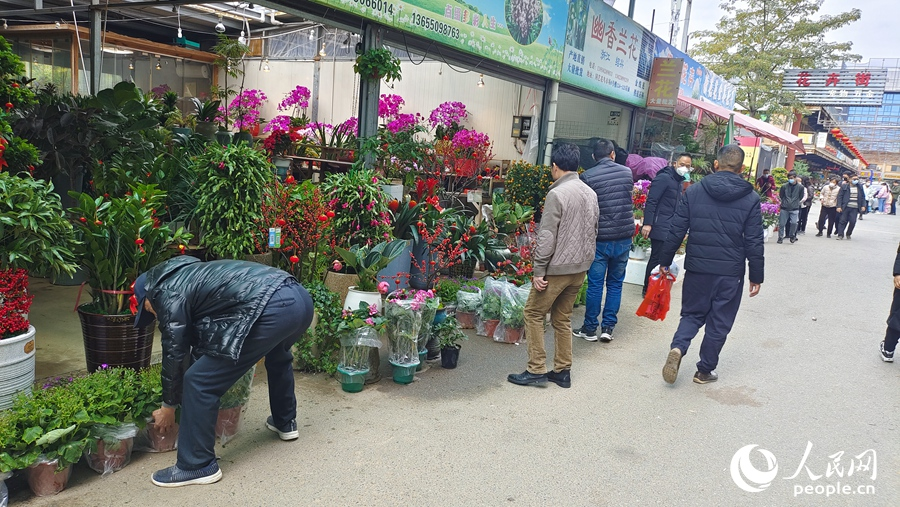 市民选购花卉。人民网 江苇杭摄