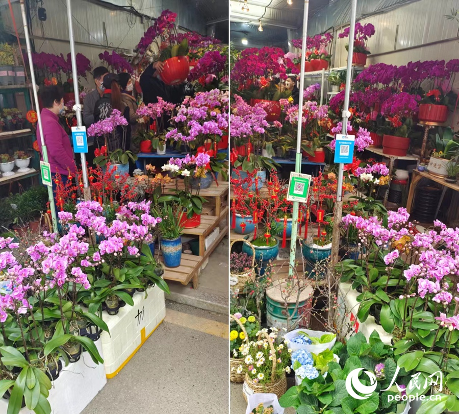 市民选购花卉。人民网 江苇杭摄