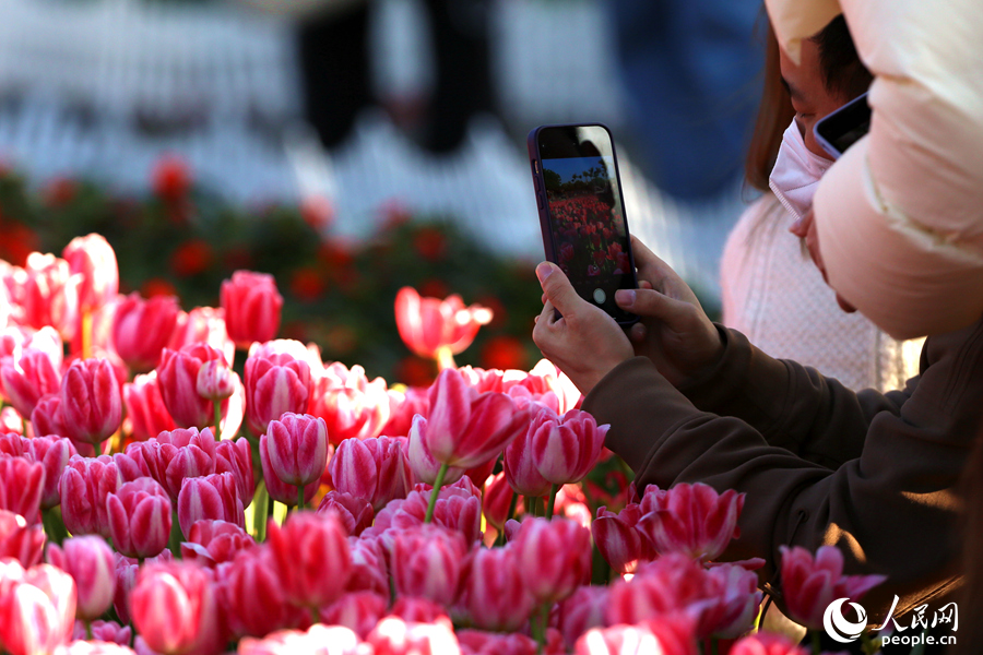 市民游客用手机拍摄郁金香美景。人民网 陈博摄