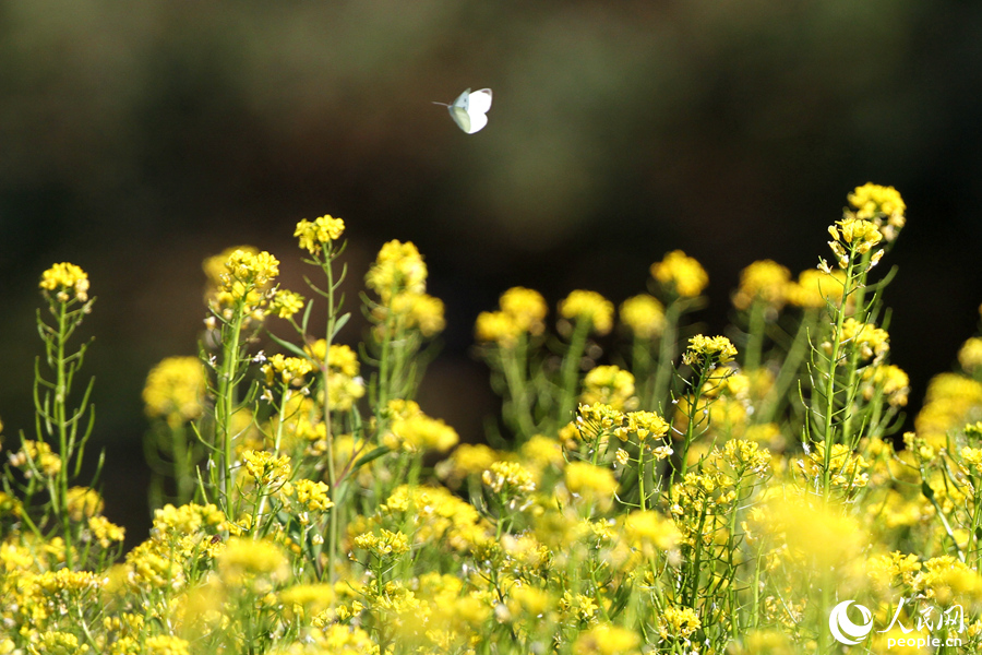 蝴蝶在黄花中飞舞。人民网 陈博摄