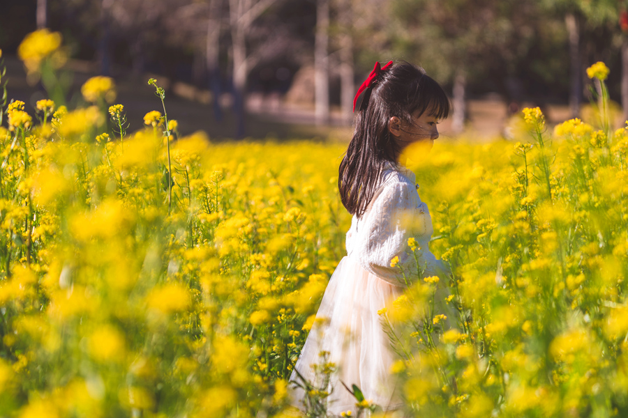 头戴红色蝴蝶结的小女孩在花田中游玩。许秋珩摄