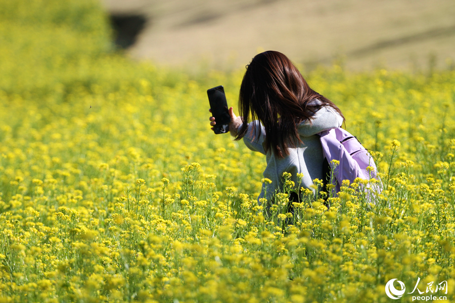 市民游客用手机拍摄花田美景。人民网 陈博摄