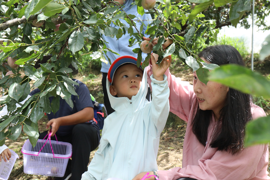 游客参与采摘体验(资料图)。永泰县委宣传部供图