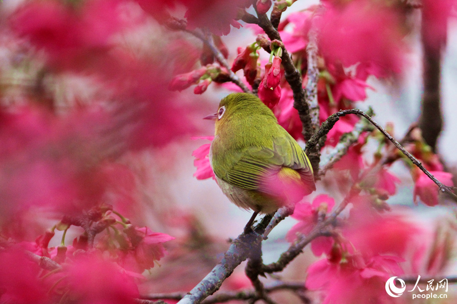 胖乎乎的暗绿绣眼鸟在樱花树上觅食。人民网 陈博摄