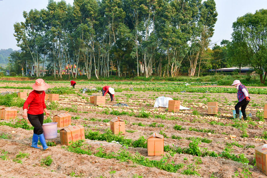 村民們將收獲的土豆裝箱打包。夏海濱攝