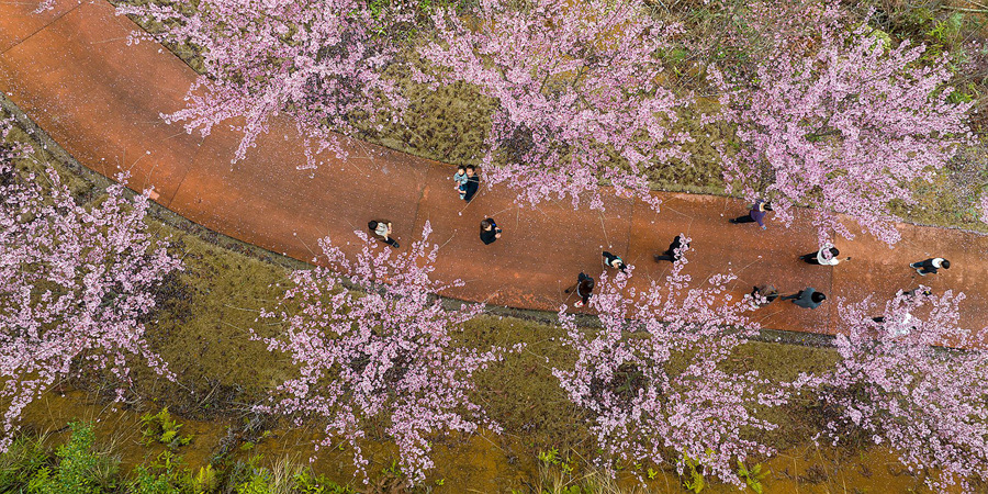 9.游客穿梭在樱花中。冯木波摄