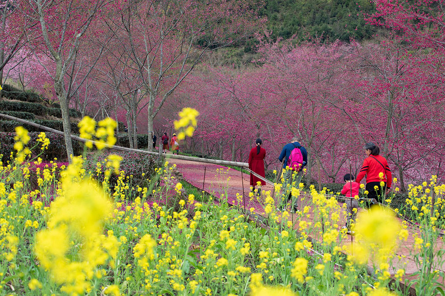 10.花开正艳，引得游人醉。冯木波摄