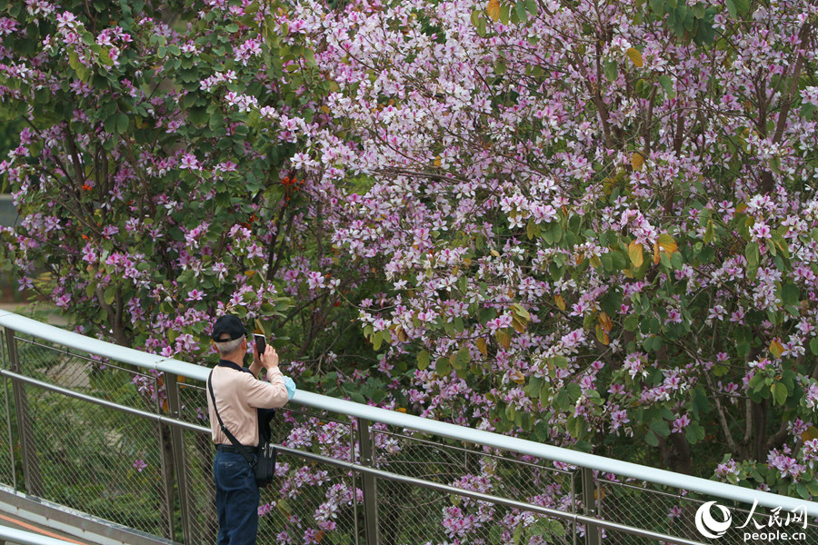 市民在宫粉羊蹄甲树下拍照。人民网 陈博摄