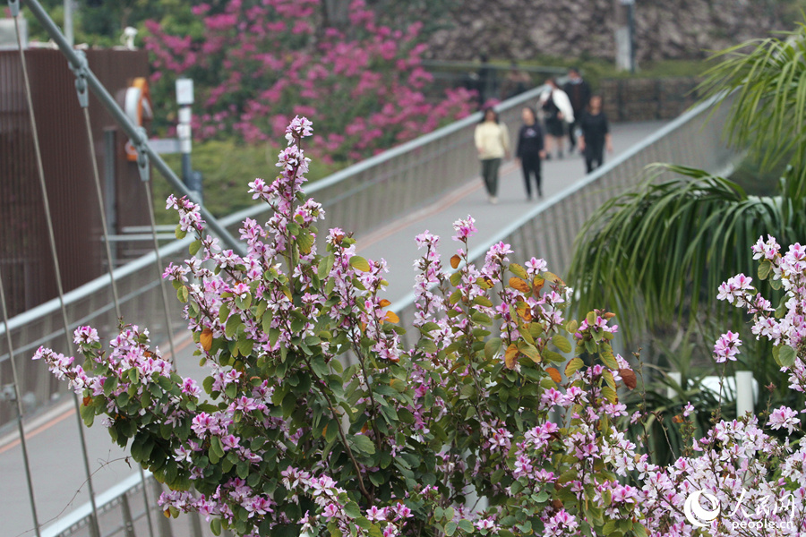 厦门山海健康步道旁，宫粉羊蹄甲花朵缀满枝头。人民网 陈博摄