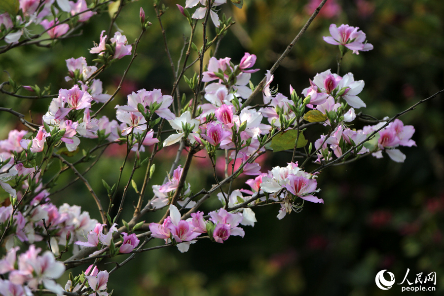 厦门园林植物园西山园内，随处可见一抹浪漫的粉红色。人民网 陈博摄