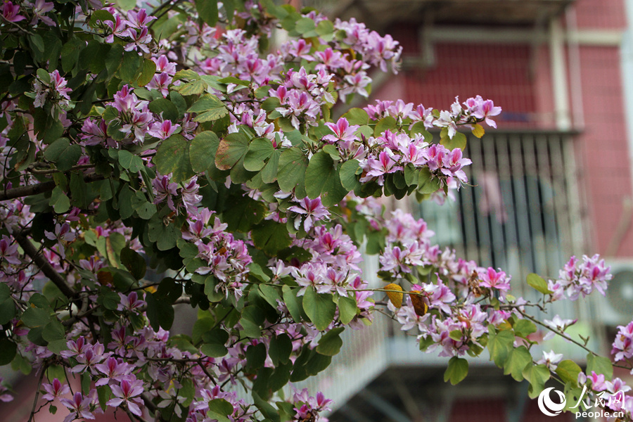 厦门禾祥西路沿街居民推窗可见满目春花。人民网 陈博摄