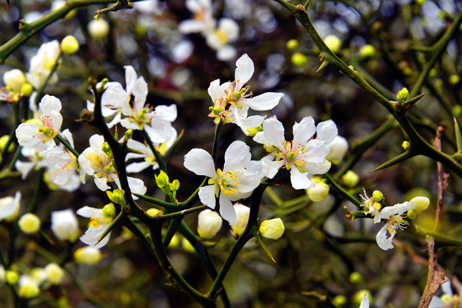 每年3月下旬，枳实花如期绽放，雪白色小花竞相盛放，连绵不绝，如诗如画。张梦帆摄