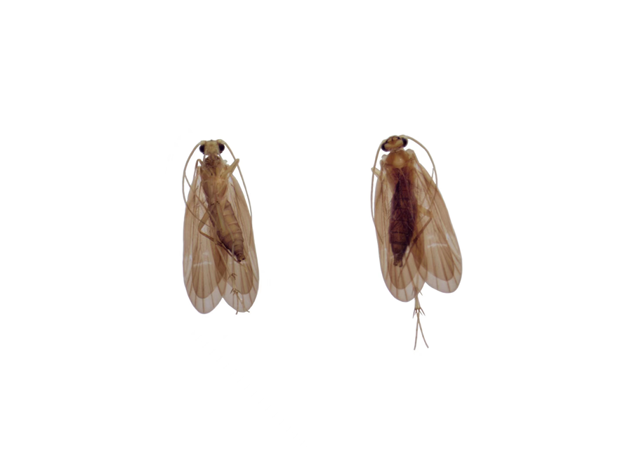 扇刺合脉等翅石蛾。