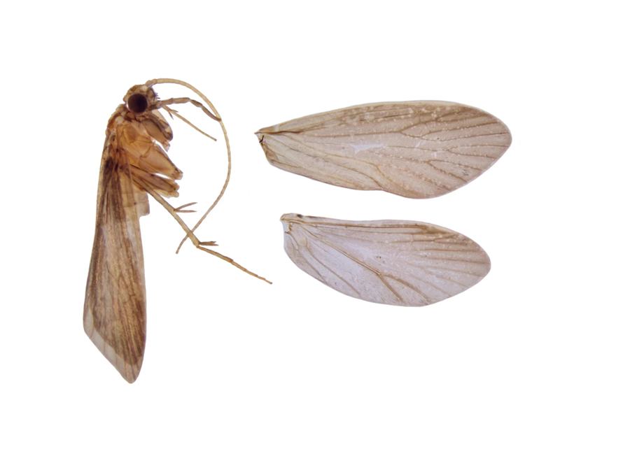 戈氏长肢蝶石蛾。