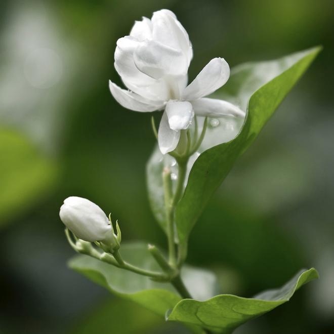 洁白的茉莉花朵。福州市文化和旅游局供图