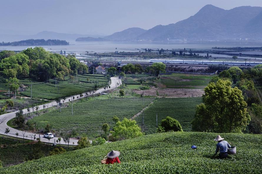 茉莉花田。福州市文化和旅游局供图