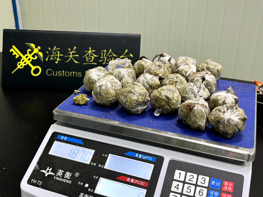 厦门海关所属泉州海关关员在入境快件中查获的187克大麻干植。黄忠族摄