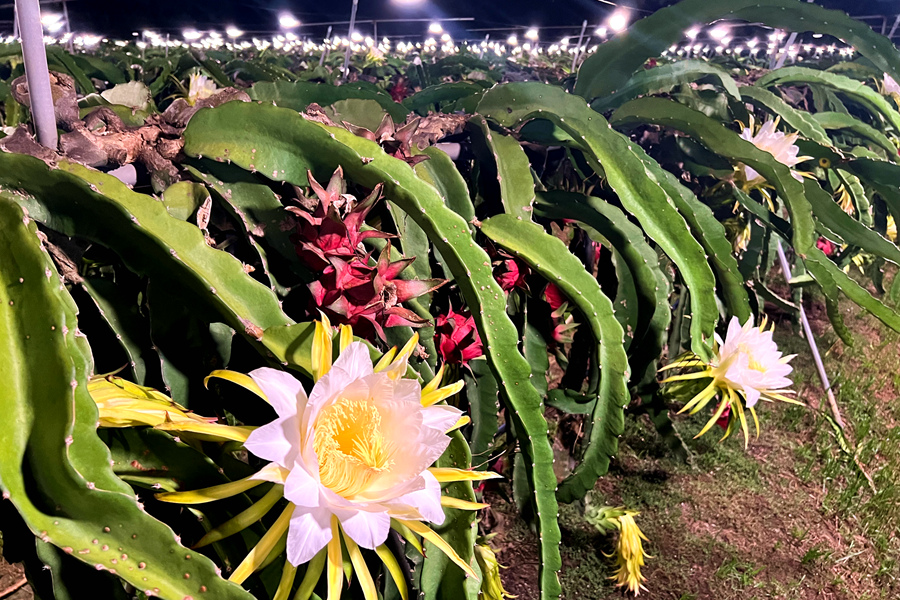 在果園中，潔白碩大的花朵垂墜在枝頭。許秋珩攝