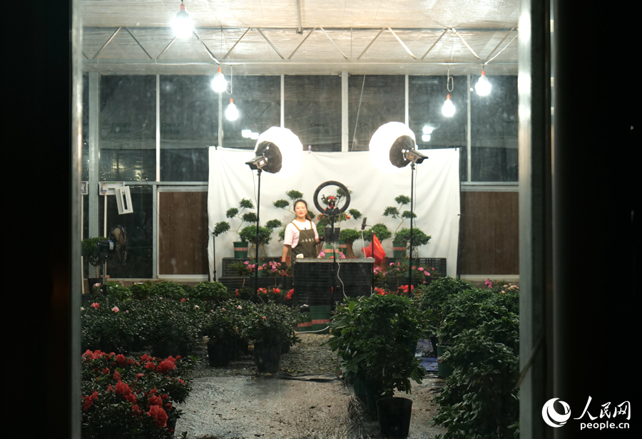 當地花農通過電商直播，把永福的花卉賣到全國各地。受訪者供圖