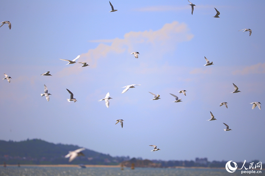 燕鷗鳥群在海面上覓食。人民網 陳博攝