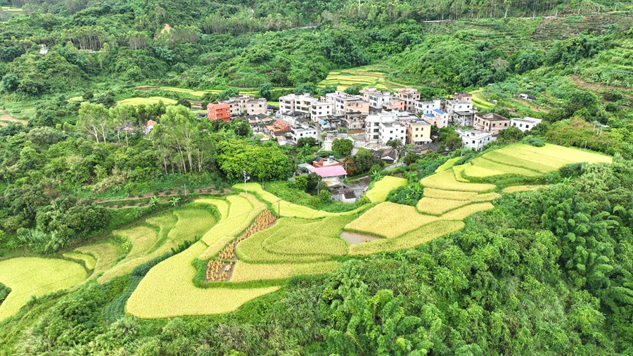 蔗内村梯田。夏海滨摄