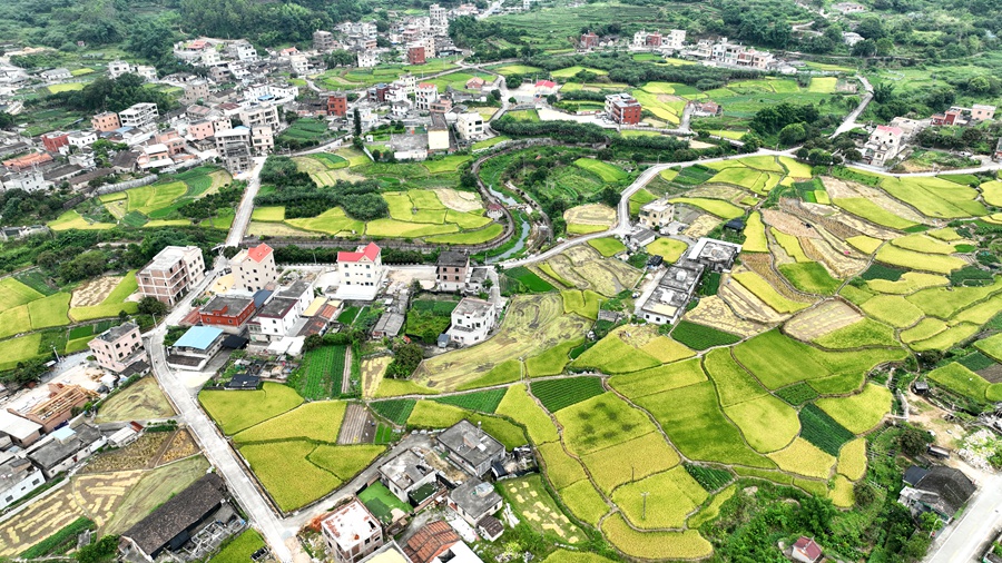 同安上陵村稻田。夏海滨摄