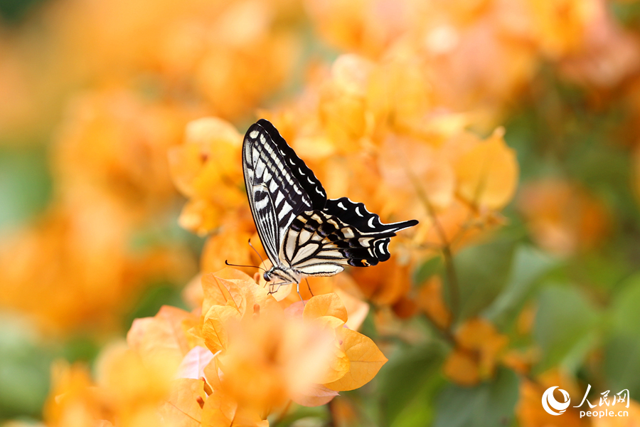 各色蝴蝶在花海中飞舞。人民网记者 陈博摄