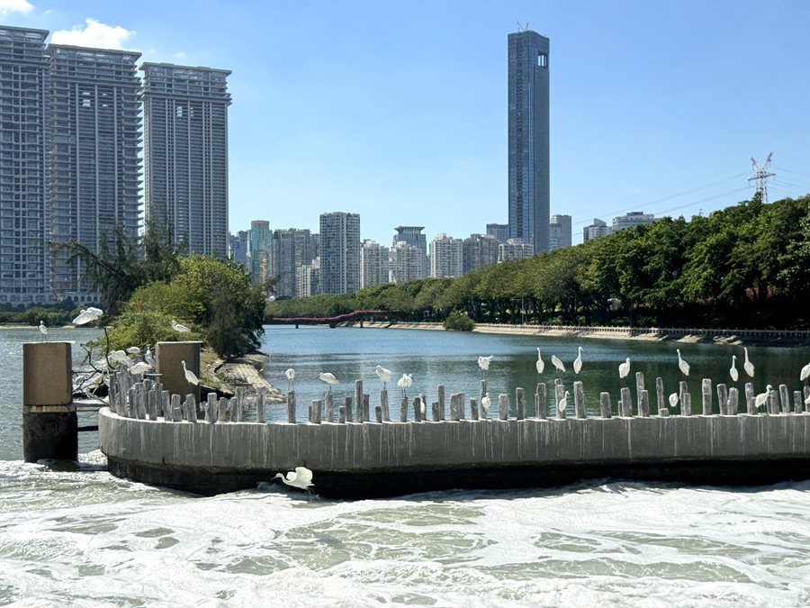 筼筜湖与大海交汇处，鸥鹭翔集，生物多样性丰富。厦门市生态环境局供图