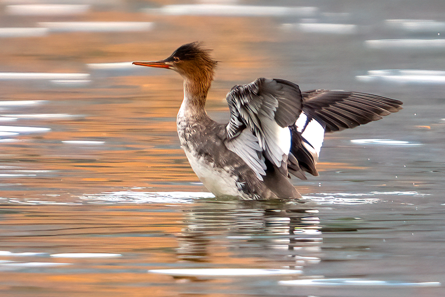 红胸秋沙鸭枕部的羽冠造型独特,惹人喜爱。张桃红摄