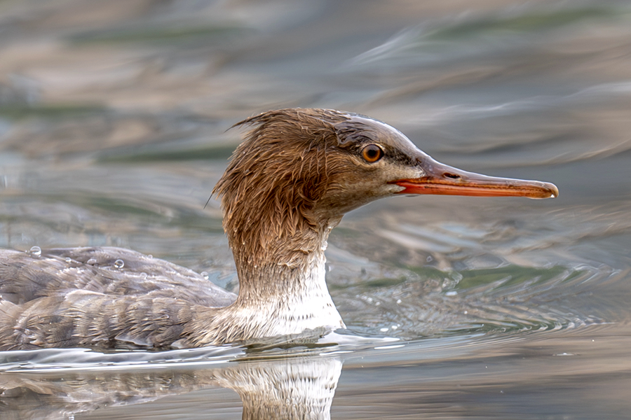红胸秋沙鸭嘴细长而带钩,善于捕食鱼类。陈浩摄