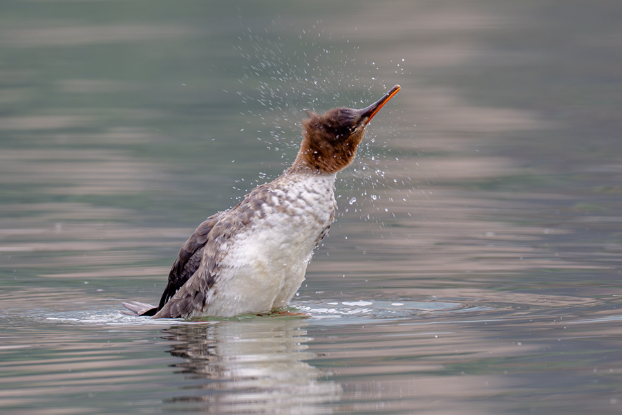 红胸秋沙鸭晃动头部,将羽毛上的水珠甩开。陈浩摄