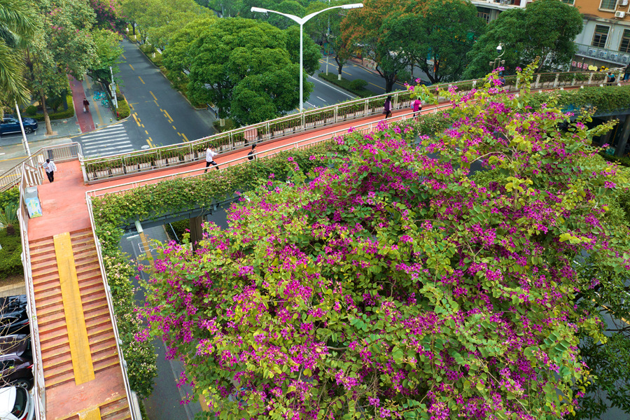 厦门市湖滨南路的洋紫荆“花海”。许秋珩摄