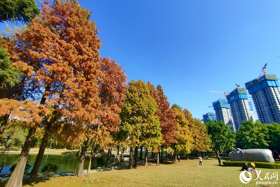 斑斓绚丽的厦门南湖公园落羽杉。人民网记者 陈博摄
