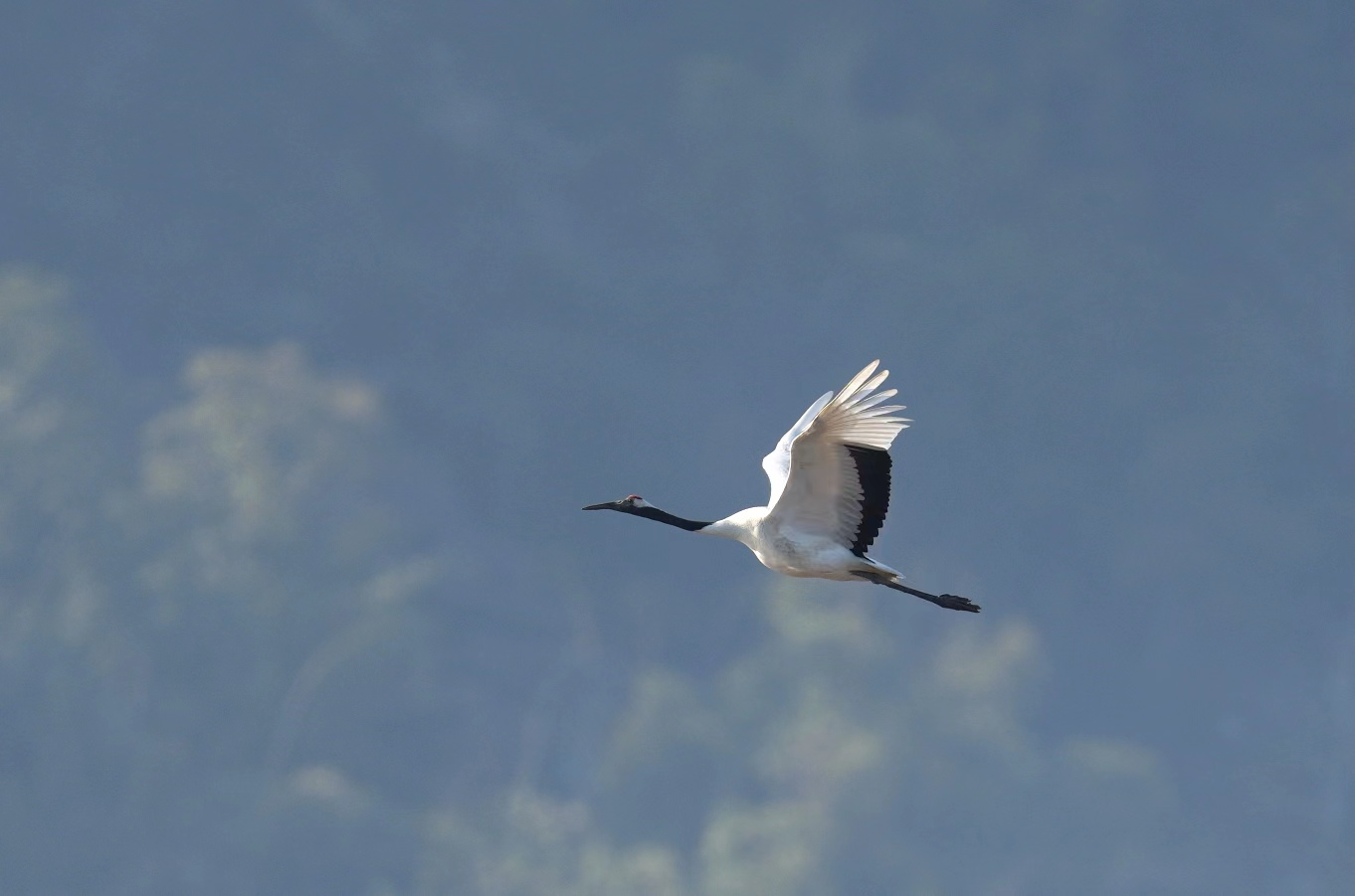 在霞浦县东北部沿海滩涂观察到的丹顶鹤。