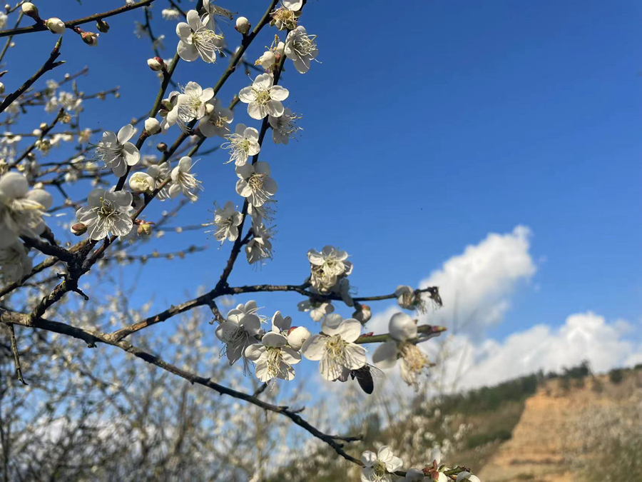 眼下，诏安县的梅花已盛开，正是赏梅好时节。诏安县委宣传部供图