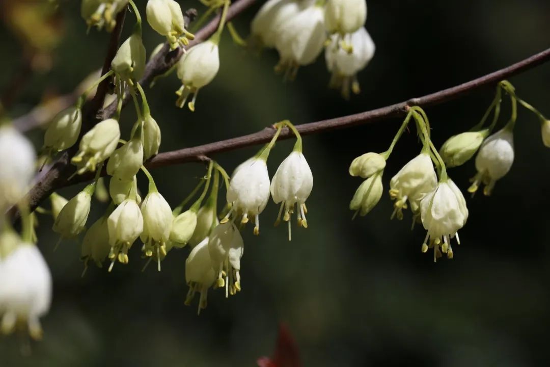 银钟花。福建省林业局供图