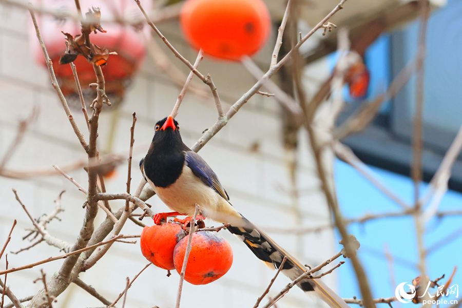 挂果的柿子树引来了红嘴蓝鹊。人民网记者 陈博摄