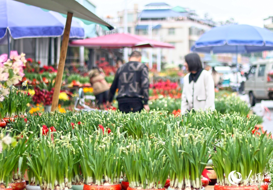 春节临近，市民游客在漳州花卉市场挑选水仙花。人民网 李昌乾摄.jpg